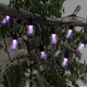 ghirlanda solara rgbw 8 metri cu 10 becuri , senzor crepuscular, telecomanda, led-box.ro